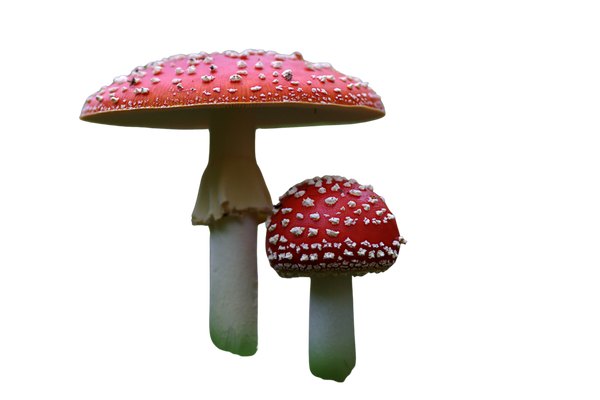 Red Mushrooms in Nature